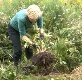 Nupullisten perennojen jakaminen Nupullisten perennojen jakaminen